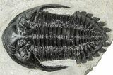 Hollardops Trilobite Fossil - Ofaten, Morocco #311122-1